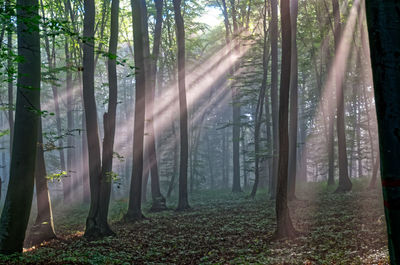 View of trees in forest