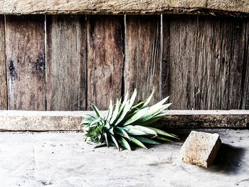 Close-up of plant growing on wood