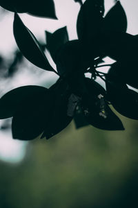 Close-up of silhouette plant against sky