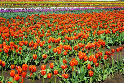 High angle view of orange tulips blooming on field in farm