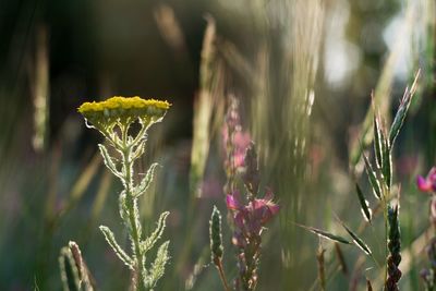 Close-up of purple flowering plant on field