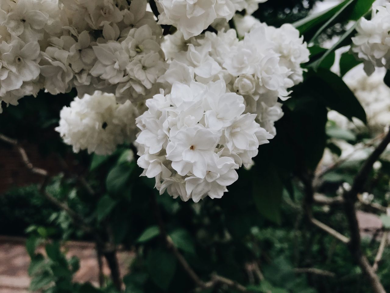 CLOSE-UP OF WHITE FLOWERS