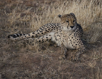 Full length of a cat