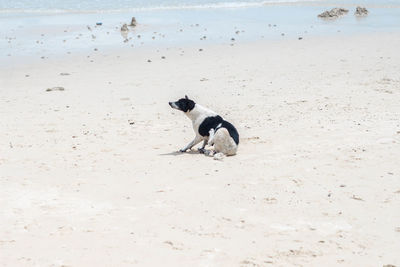 Two dogs on beach