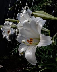 Close-up of white flowering plant