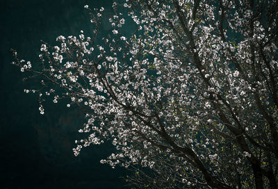 Low angle view of cherry blossom tree