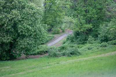 Scenic view of trees growing on field