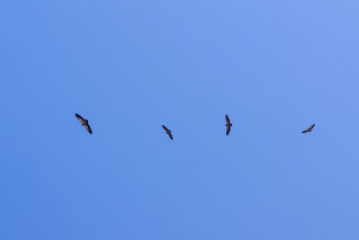 Low angle view of birds flying in sky