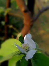 Close-up of flower blooming outdoors