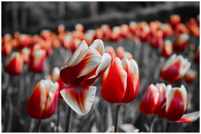 Close-up of red tulips
