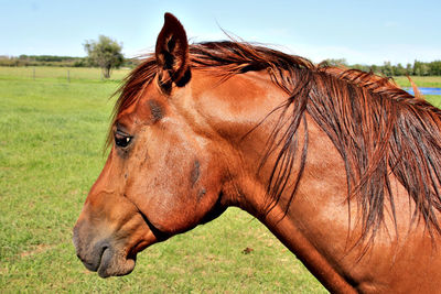 Close-up of horse on grassy field