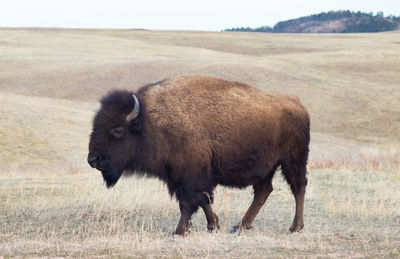 A bison roaming along the prairie in the wind cave park.