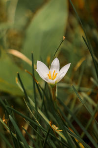 Close-up of white crocus flower