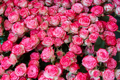 Full frame shot of pink roses