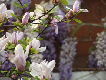 Close-up of white flowering plant