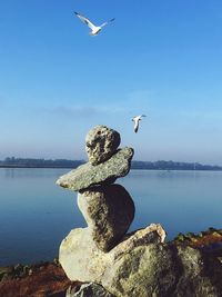 Seagull flying over rocks