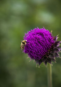 Close-up of bee pollinating on purple flower