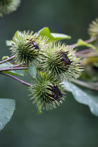 Close-up of plant