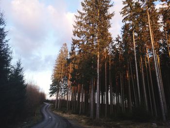 Road amidst trees in forest against sky