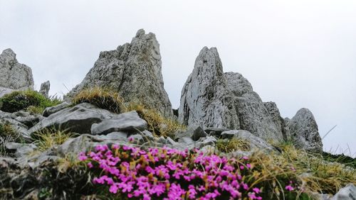 Purple flowering plants on rocks against clear sky