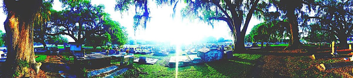 Panoramic shot of trees against sky