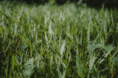 Full frame shot of corn field