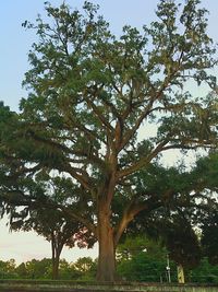 Low angle view of trees