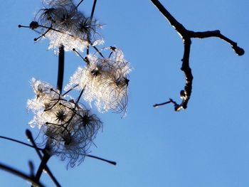 Low angle view of flower tree against clear blue sky