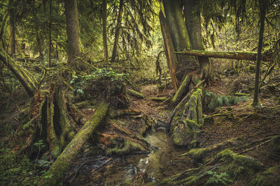 View of trees in forest