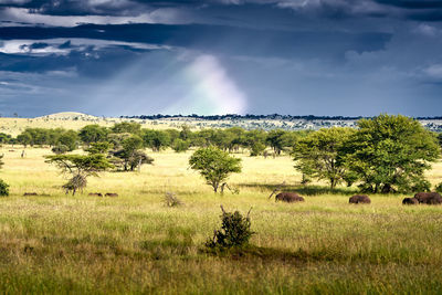 Herd of elephants walking under a rainbow