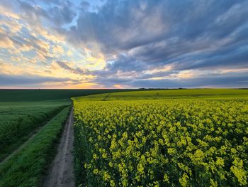 Scenic view of field against sky during sunset