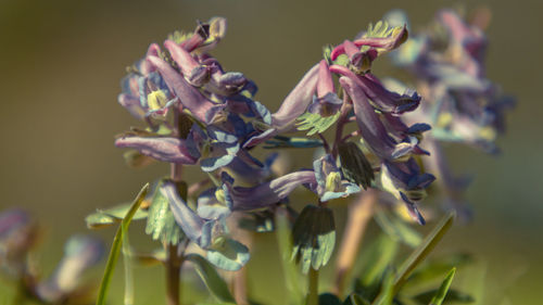 Close-up of flowers against blurred background