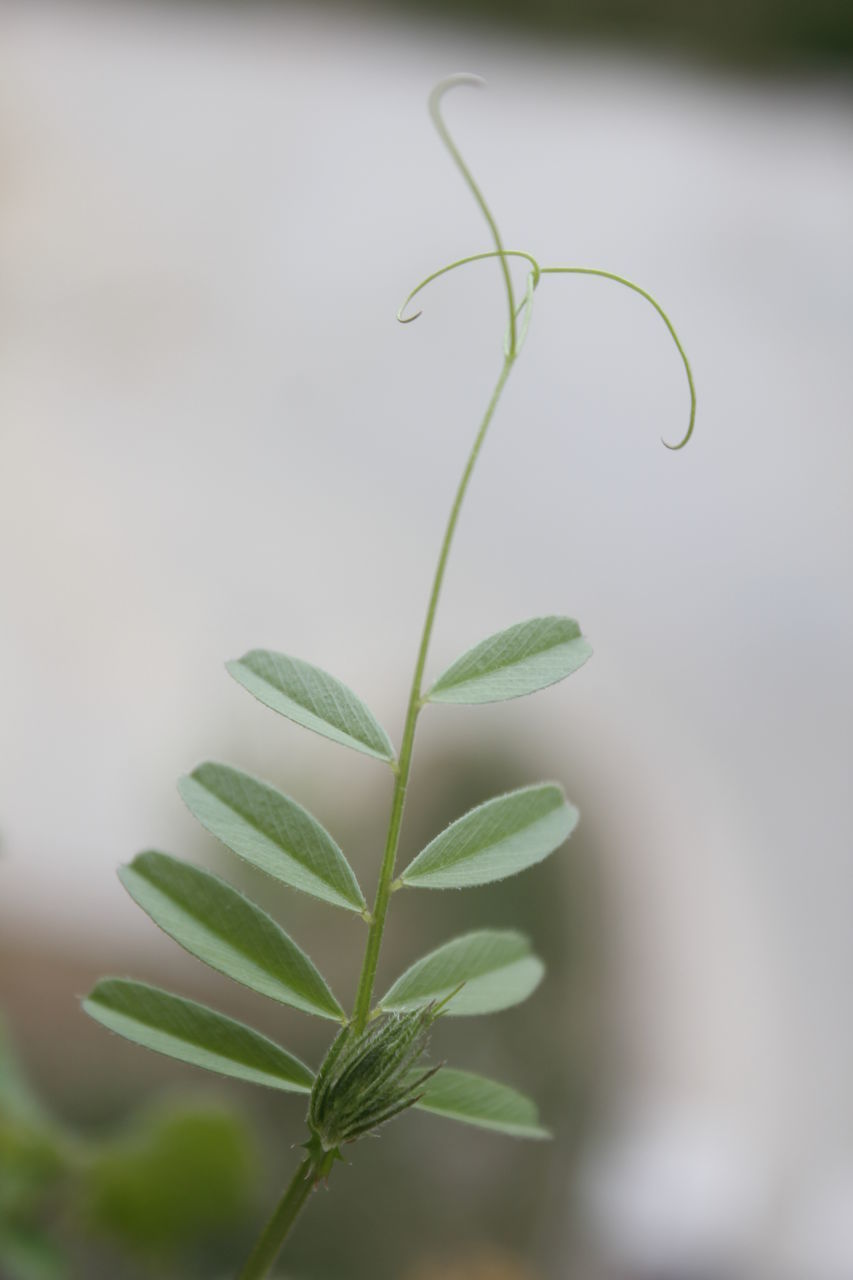 CLOSE-UP OF FRESH GREEN PLANT