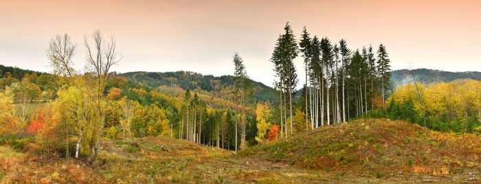 Pine trees on field against sky during autumn