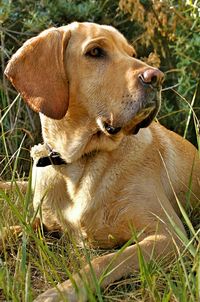 Close-up of dog sitting on grass