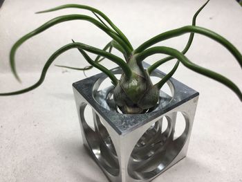 Close-up of plant on table