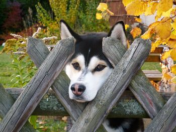 Close-up of dog on tree