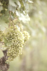 Close-up of grapes growing in vineyard