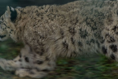 Close-up of a cat