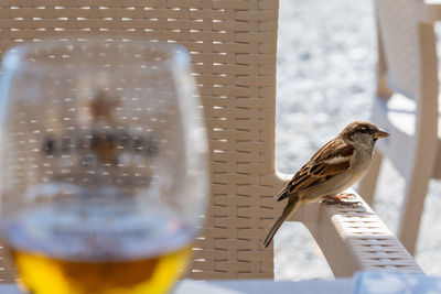 Close-up of bird perching on metal