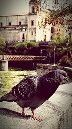 Close-up of bird perching on water