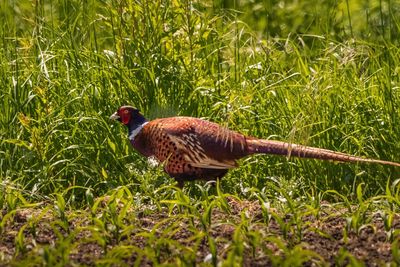  pheasant in a field 