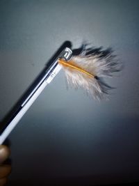 Close-up of feather on glass