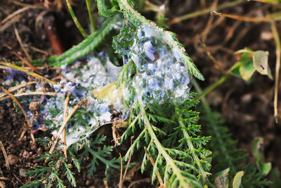 Close-up of small plant growing on land