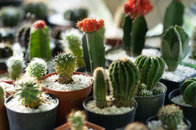 Close-up of potted plants