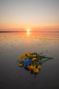 Scenic view of sea against orange sky with floating flowers