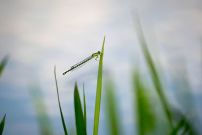Close-up of an insect on grass against blurred background