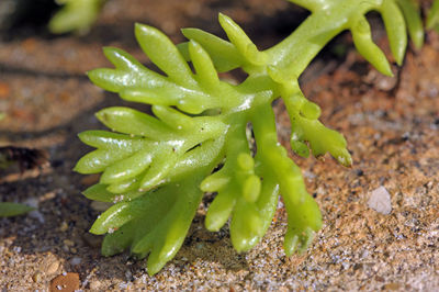 Close-up of wet plant growing on field