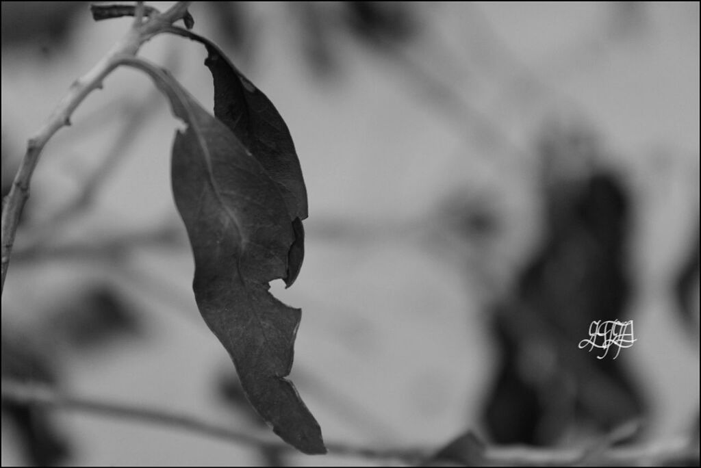 focus on foreground, close-up, selective focus, hanging, day, no people, nature, outdoors, insect, leaf, text, plant, still life, single object, twig, dry, metal, western script, danger, sunlight