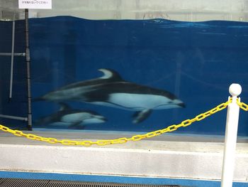 Close-up of bird flying against blue sea